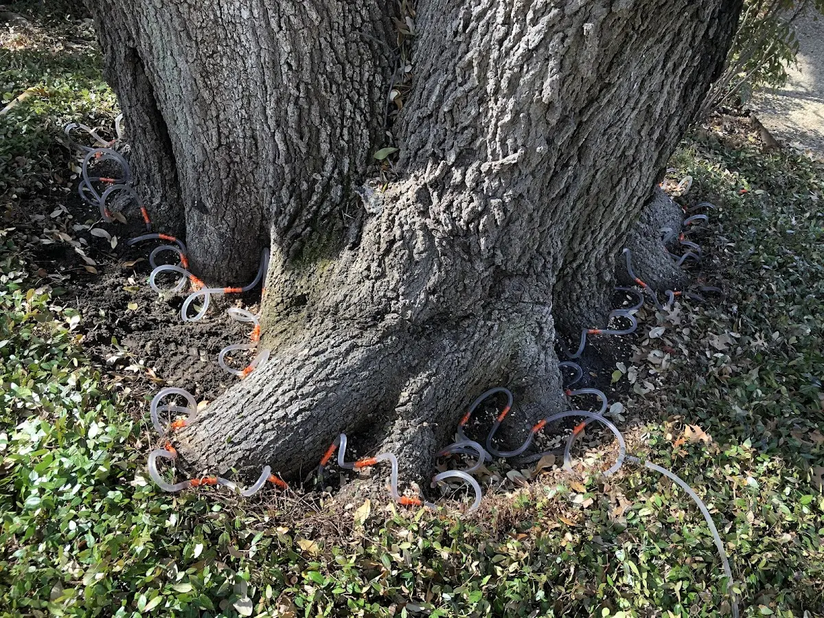 Detailed Tree Cabling and Bracing job site in Ebensburg